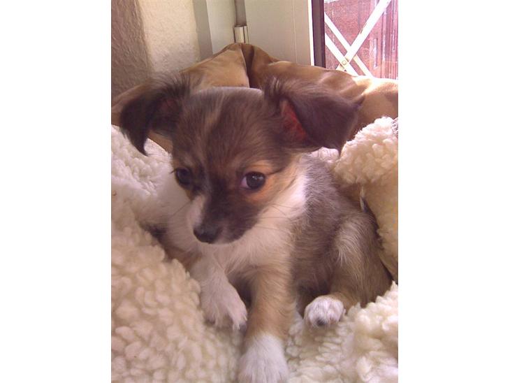 {{currentPhoto.altText}} billede {{currentPhoto.number}}