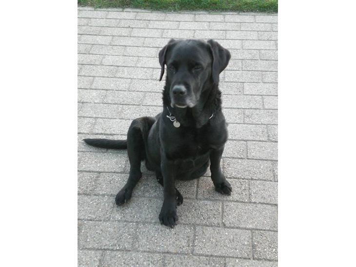 Labrador retriever Max    R.I.P  billede 1
