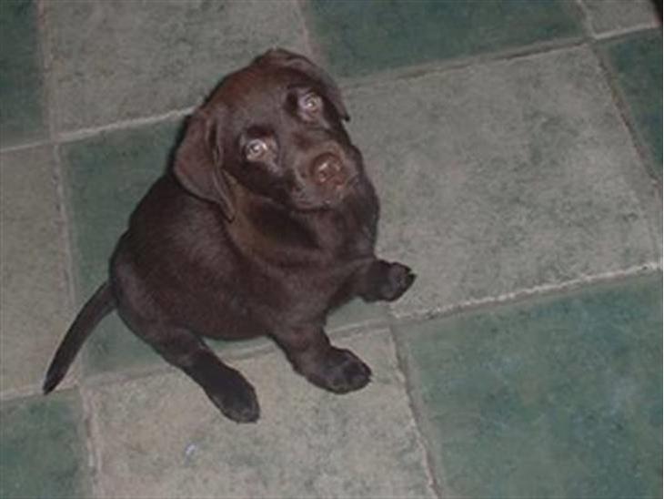 {{currentPhoto.altText}} billede {{currentPhoto.number}}