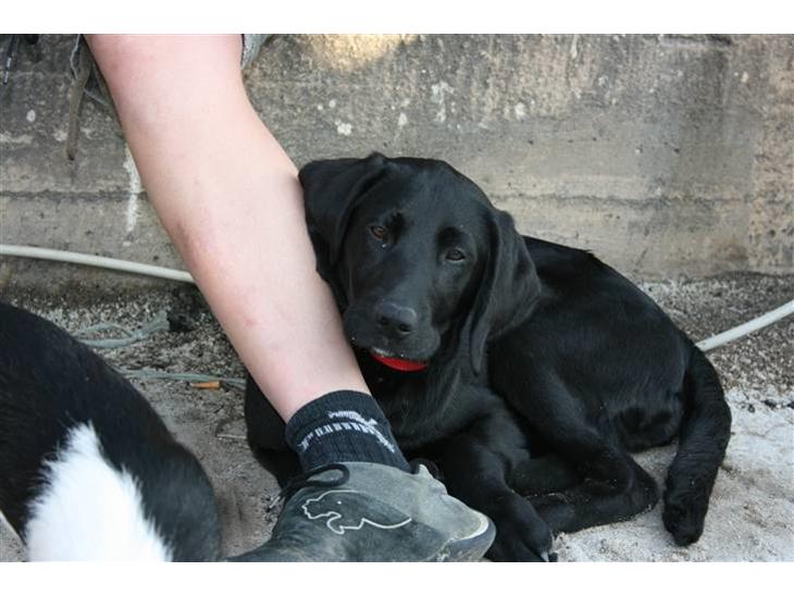 {{currentPhoto.altText}} billede {{currentPhoto.number}}