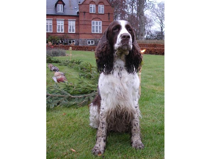 Engelsk springer spaniel Nulletullen - Efter jagt efterår 2007 billede 1