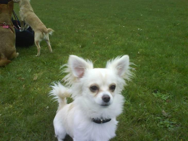 {{currentPhoto.altText}} billede {{currentPhoto.number}}