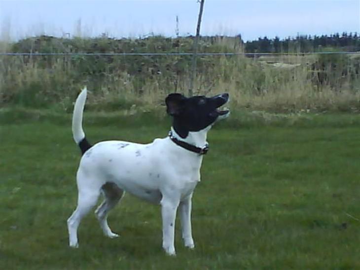 {{currentPhoto.altText}} billede {{currentPhoto.number}}