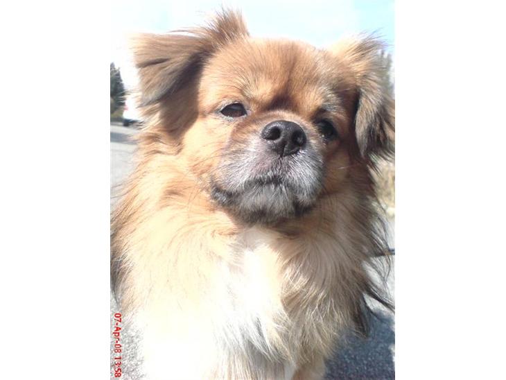 Tibetansk spaniel zorba<3=) billede 1