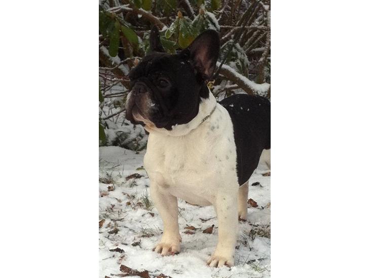 {{currentPhoto.altText}} billede {{currentPhoto.number}}