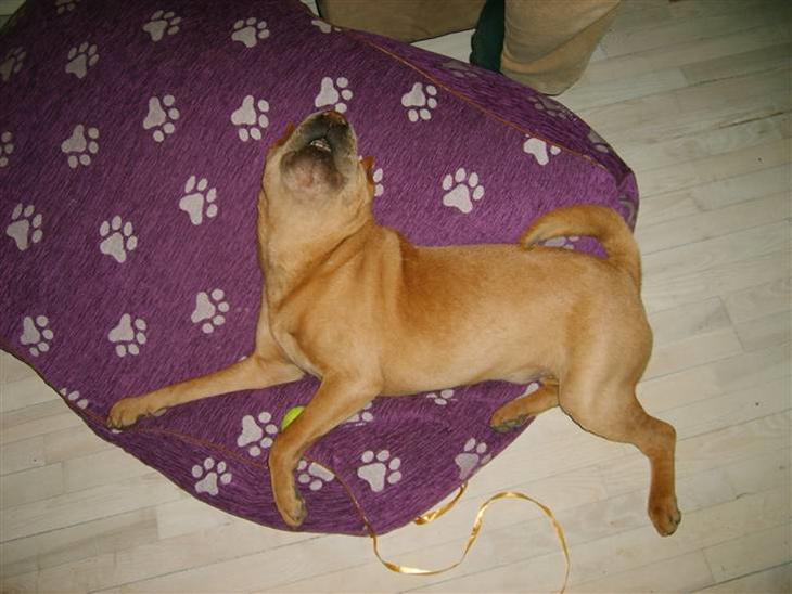 Shar pei Quattro - R.I.P. billede 1