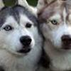 Siberian Husky