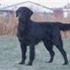 Flat Coated Retriever