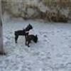 Frederikshavn^s Hunde