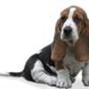 Basset Hound