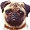 The Pug Pack
