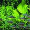 Akvarie gruppen