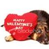Schæfer lover`s!!!