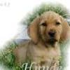 Hunde