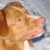 Nova scotia duck tolling retriever