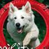Agility-hundende