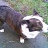 Welsh corgi