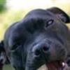 Staffortshire bull terrier