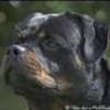 En rigtig hund er en rottweiler