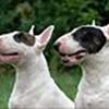 Bull Terrier