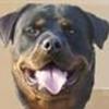 Rottweiler for evigt.