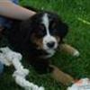 Os der elsker vores hund/hunde