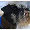 Gruppen for Schnauzere