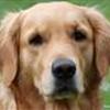 Golden retrievere i Nordjylland