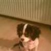 Cavalier king charles