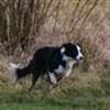 Hundefotografering