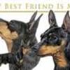Dværgpinscher