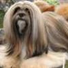 Lhasa Apso