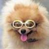 Pomeranians