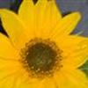 Blomster /  Have - Gruppen