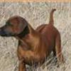 Rhodesian Ridgeback