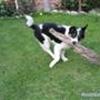 Border collie ejere
