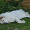 Pyreneerhund