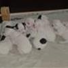 Mini og Bandits hvalpe
