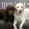 Labrador retriever elskere
