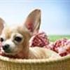 Chihuahua træf i Odense