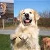 Vi elsker Retriever