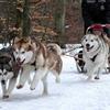 Husky & Malamute