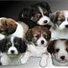 Islandsk cavalier