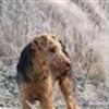 Vi med hund fra 2008
