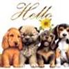 Smaa hunde