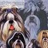 Shih tzu pasning/pleje.