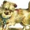 Små hunde i København K