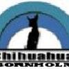Chihuahua-Bornholm