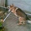 ~hunde tricks~