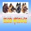 Belgisk hyrdehund